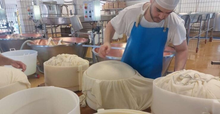 PARMIGIANO DOP DAIRY FARM VISIT AND TASTING NEAR BOLOGNA - Booking Details