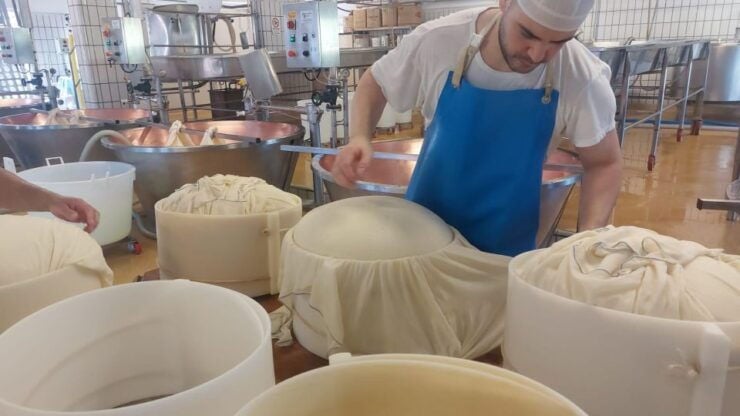 PARMIGIANO DOP DAIRY FARM VISIT AND TASTING NEAR BOLOGNA - Experience Highlights