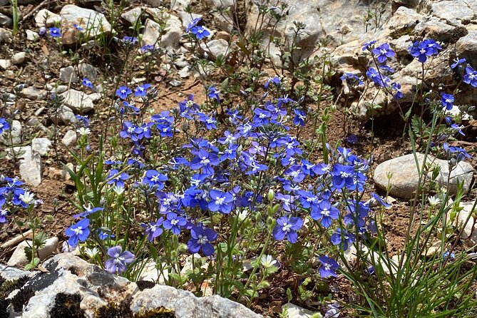 Parnitha Mountain Private Hiking Tour - Professional Local Guides
