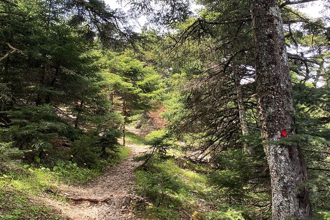 Parnitha Mountain Private Hiking Tour - Safety Measures and Equipment Provided