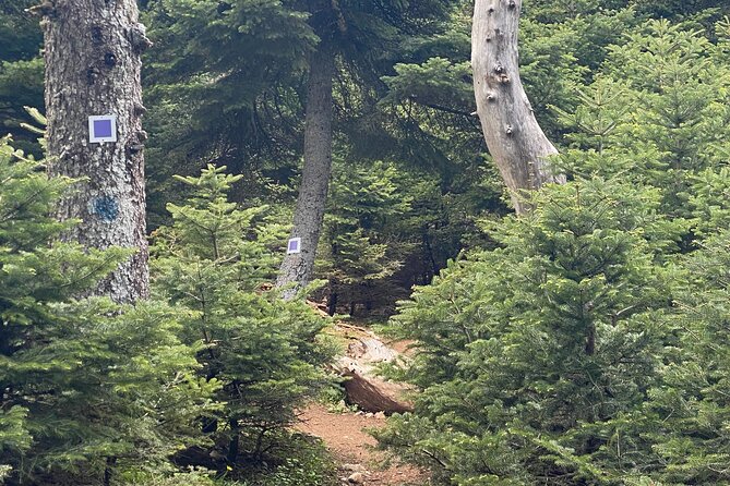 Parnitha Mountain Private Hiking Tour - Suitable for All Fitness Levels