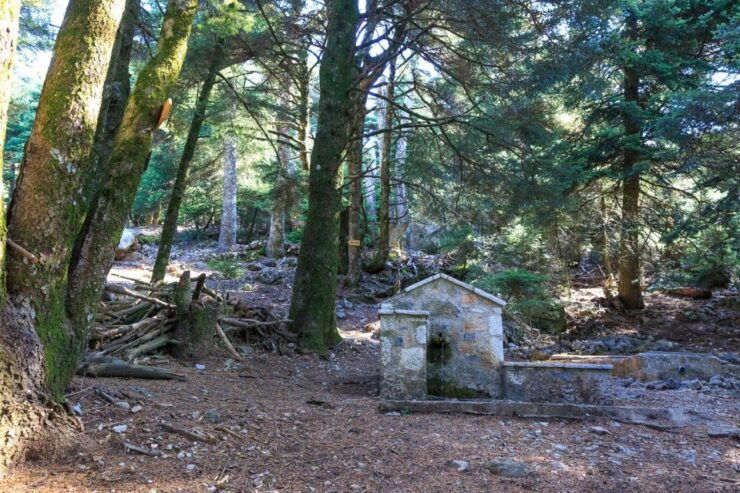 Parnitha (Parnis) / Skipiza & Mola Loop - Hike Near Athens - Activity Highlights