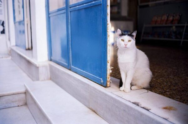 Paros: Rosemary - Farm to Table Dining Experience - Local Sourcing and Ingredients