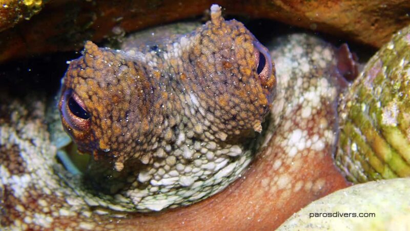 Paros: Scuba Diving Experience - The Authenticity & Experience