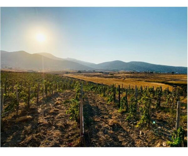 Paros : Wine Tasting - Natural Wine - Customer Reviews and Feedback