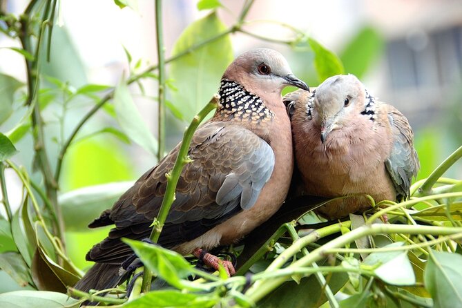 Parotte Ville Bird Park Tour From Philipsburg  - St Maarten - Parotte Ville Bird Park Tour Highlights