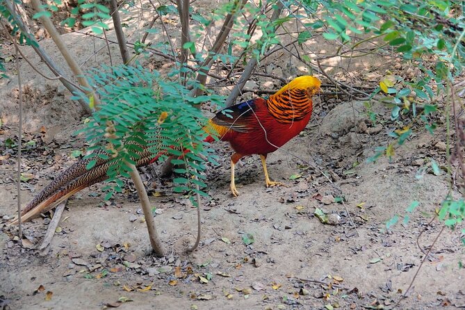Parotte Ville Bird Park Tour From Philipsburg  - St Maarten - Duration of the Bird Park Tour