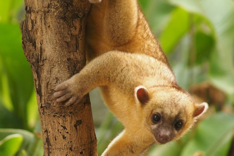 Parque de la Conservacion Admission in Medellin - A self-guided animal visit in Guayabal