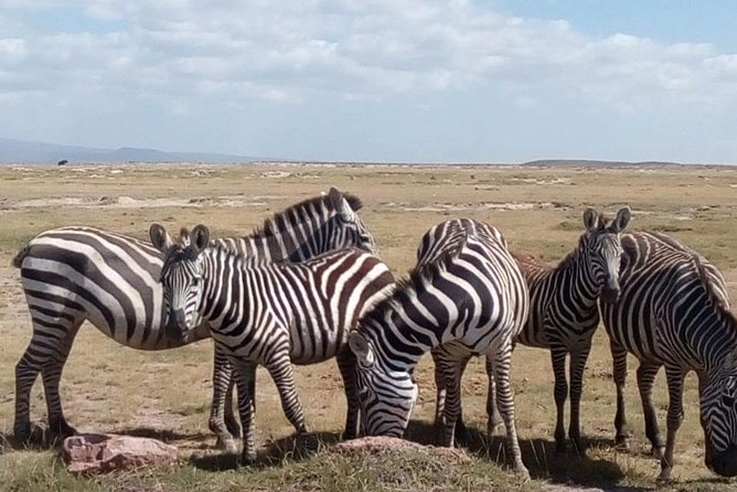 Parrot Safaris - Meeting and Pickup