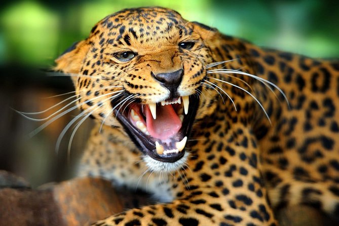 Parrot Safaris - Price