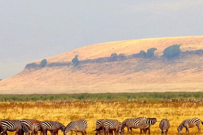 Parrot Safaris - Directions