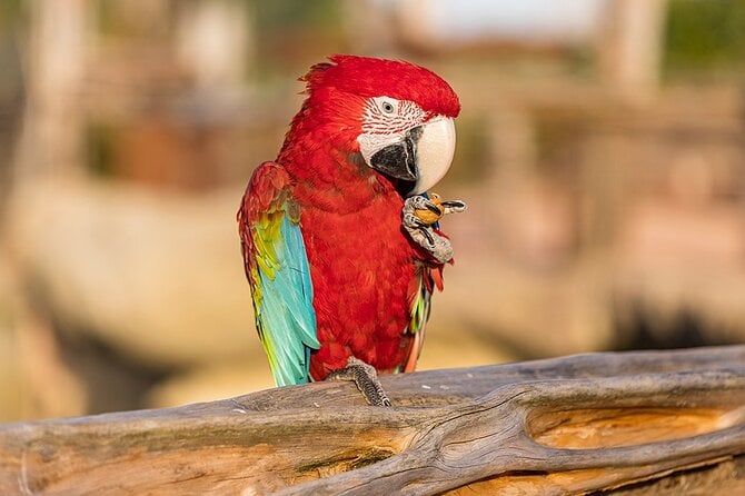 Parrot World Day Ticket - Marne-La-Vallée Animal Park - Customer Support and Inquiries