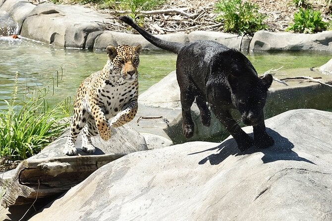 Parrot World Day Ticket - Marne-La-Vallée Animal Park - Terms and Conditions for Visitors