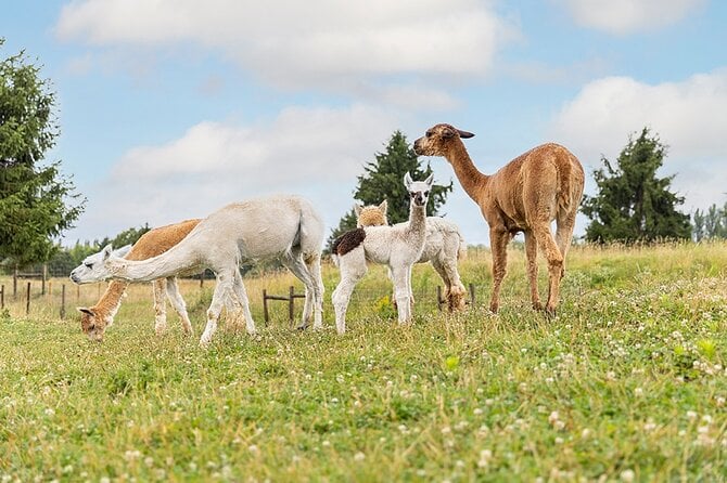 Parrot World Day Ticket - Marne-La-Vallée Animal Park - The Sum Up