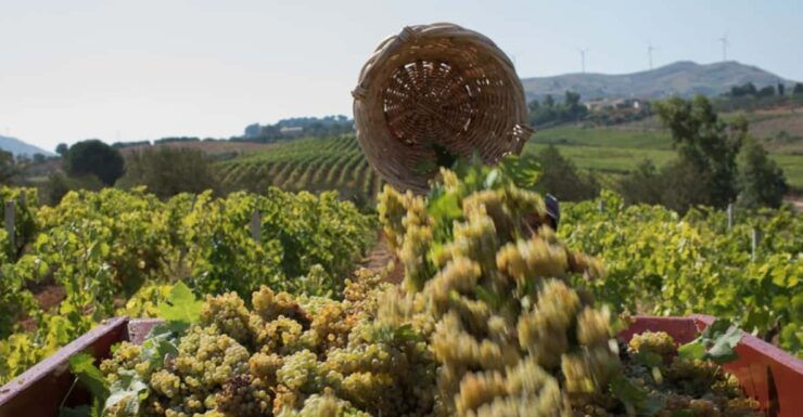 Partinico: Grape Harvest in the Lands of Frederick II of Swabia - Activity Duration and Languages