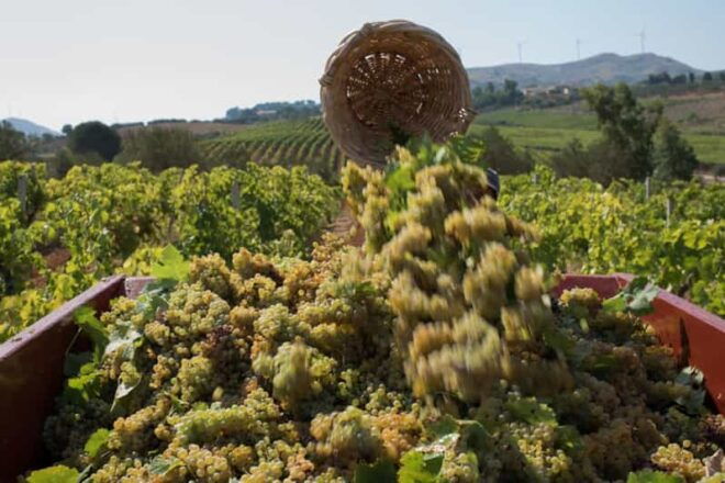 Partinico: Grape Harvest in the Lands of Frederick II of Swabia - Grape Processing and Cellar Tour
