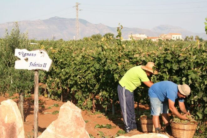 Partinico: Grape Harvest in the Lands of Frederick II of Swabia - Accessibility and Dietary Needs