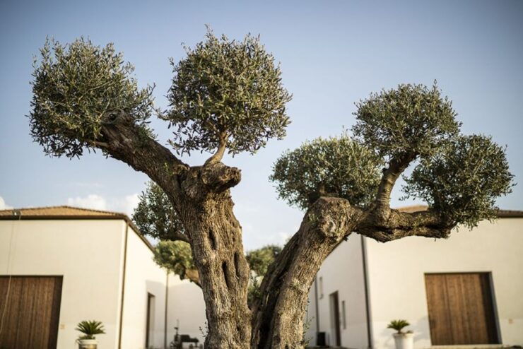 Partinico: Historic Sicilian Vineyard & Wine Tasting Tour - Activity Details