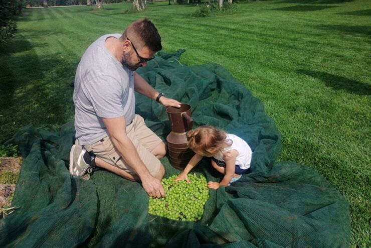 Partinico: Olive Harvest With Wine Tasting and Brunch - Activity Overview