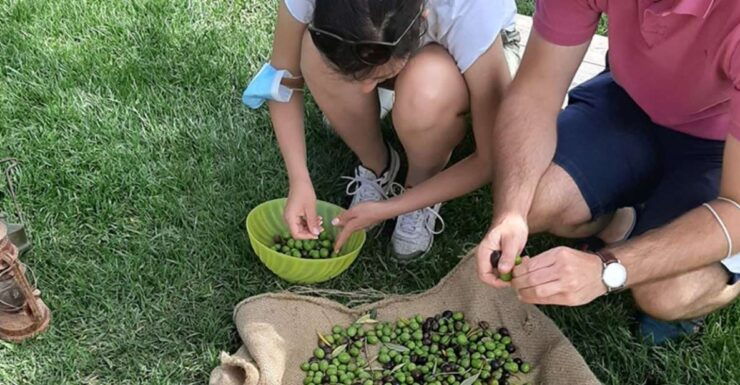 Partinico: Olive Harvest With Wine Tasting and Brunch - Experience Highlights