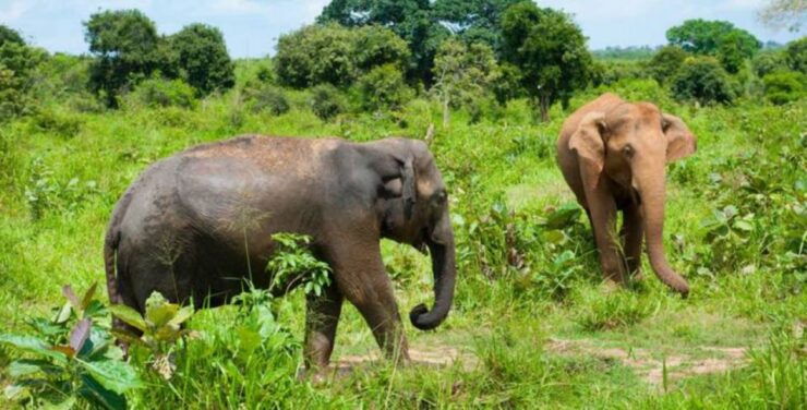 Pasikuda Escapade: A 5-Day Journey of Discovery and Relaxati - Itinerary Overview