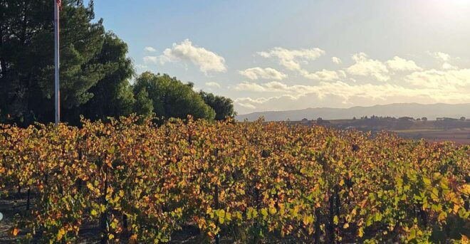 Paso Robles Full-Day Winery Tour With Picnic - Full Description