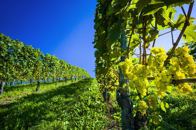 Paso Robles Small-Group Winery Tour  - San Luis Obispo - Common Questions