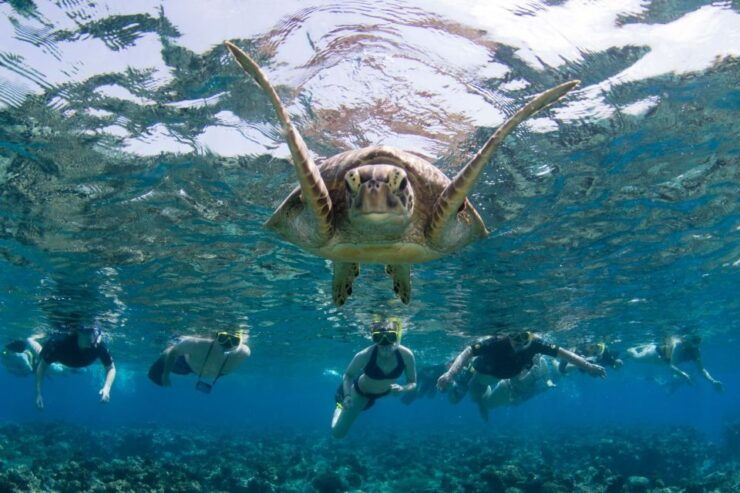 Passions of Paradise Be A Marine Bio for the Day! - Experience and Learning