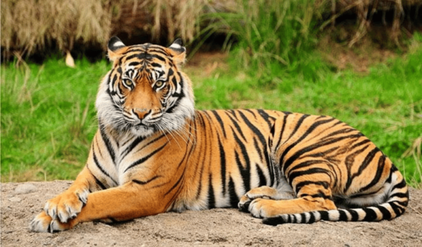 Patan: Patan Durbar, Central Zoo & Godawari Botanical Garden - Important Visitor Information