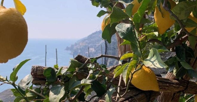 Path of Lemons Trekking Shared Tour From Maiori & Salerno - The Sum Up