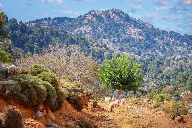 Paths of Old Cretan Life. Private Tour From Chania. - Meeting and Pickup Information