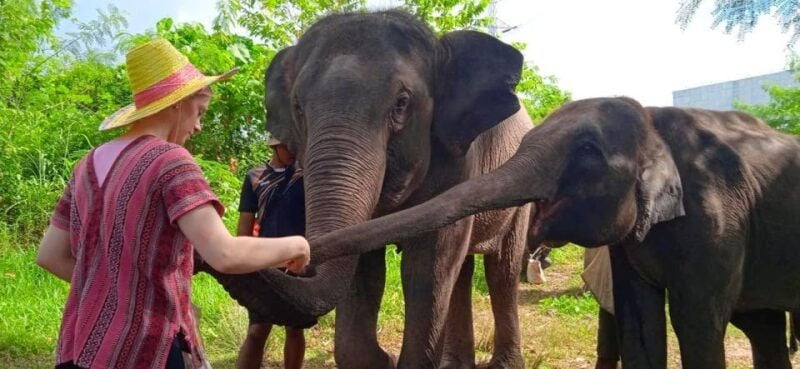 Patong: Ethical Elephant Eco Guide Walk & Forage Tour - Itinerary and Activities