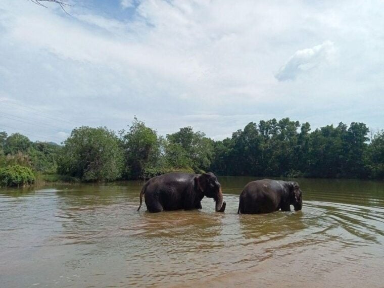 Patong: Ethical Elephant Eco Guide Walk & Forage Tour - Accessibility and Inclusions