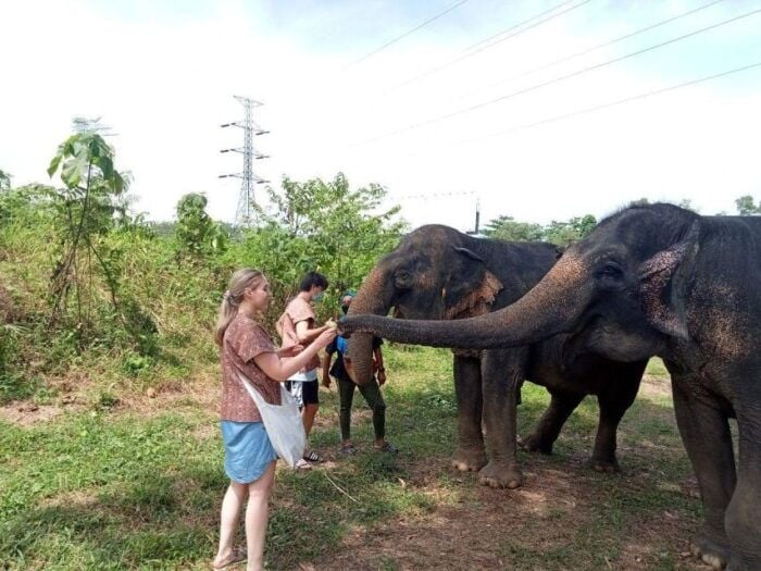 Patong: Ethical Elephant Eco Guide Walk & Forage Tour - Customer Feedback and Experiences
