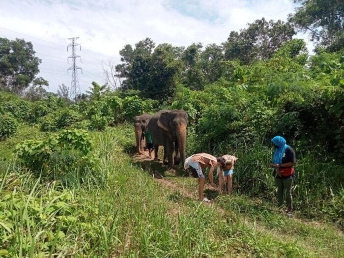 Patong: Ethical Elephant Eco Guide Walk & Forage Tour - Frequently Asked Questions