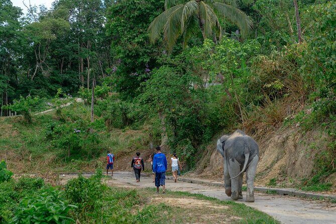 Patong Highlight Elephant Sanctuary with Guide Tour - Introduction: A Compassionate Visit for Animal Lovers