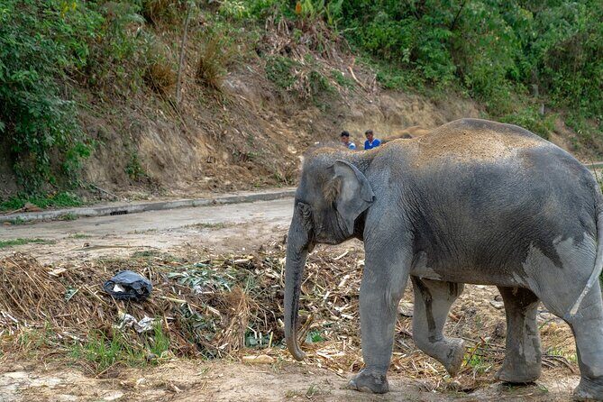 Patong Highlight Elephant Sanctuary with Guide Tour - What Travelers Love About This Experience