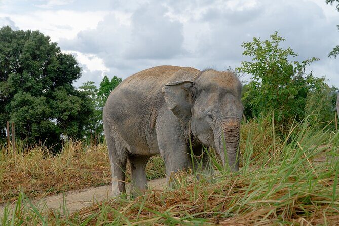 Patong Highlight Elephant Sanctuary with Guide Tour - Analyzing the Value