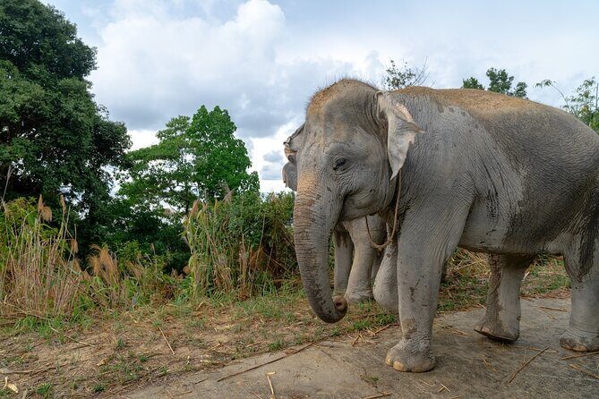 Patong Highlight Elephant Sanctuary with Guide Tour - Environmental and Facility Considerations