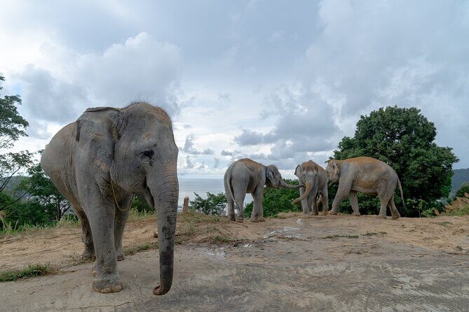 Patong Highlight Elephant Sanctuary with Guide Tour - Who Should Book This Tour?