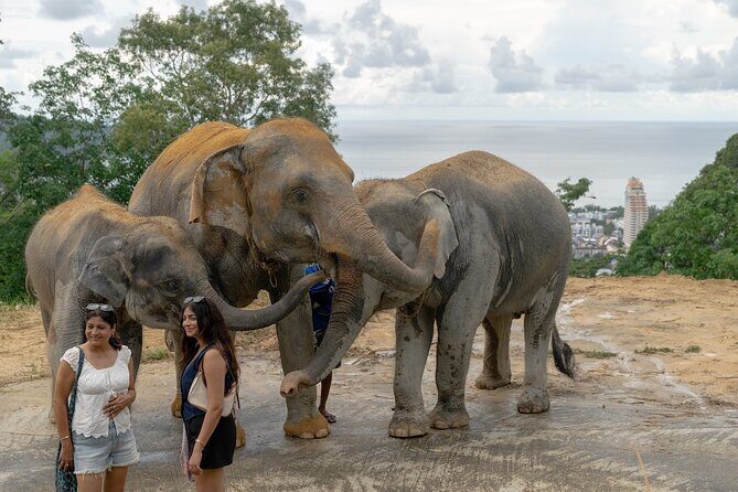 Patong Highlight Elephant Sanctuary with Guide Tour - The Sum Up