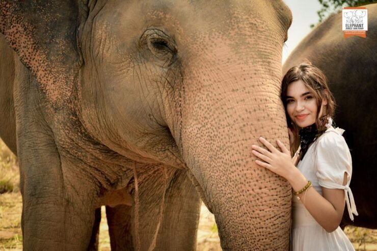 Pattaya: Elephant Jungle Sanctuary Half-Day Tour With Meal - Tour Overview
