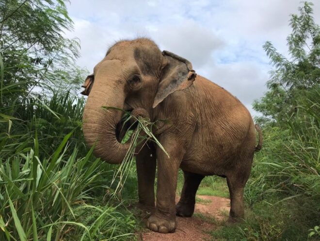 Pattaya : Ethical Elephant Sanctuary Interactive Tour - Review Summary and Customer Ratings