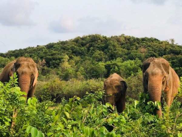 Pattaya : Ethical Elephant Sanctuary Interactive Tour - Thai Lunch and Local Fruits Included