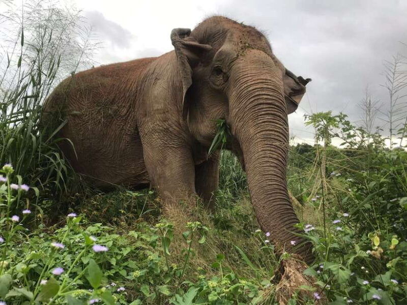Pattaya: Ethical Elephant Sanctuary Interactive Tour - Tour Pricing