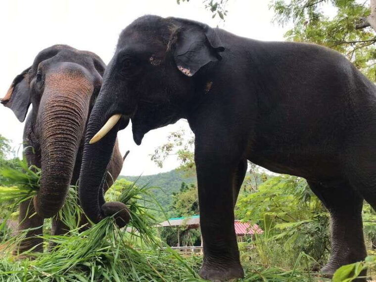 Pattaya: Ethical Elephant Sanctuary Interactive Tour - Ethical Interaction With Elephants