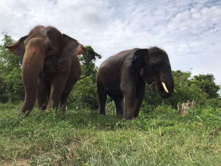 Pattaya: Ethical Elephant Sanctuary Interactive Tour - Elephant Care and Sanctuary Practices