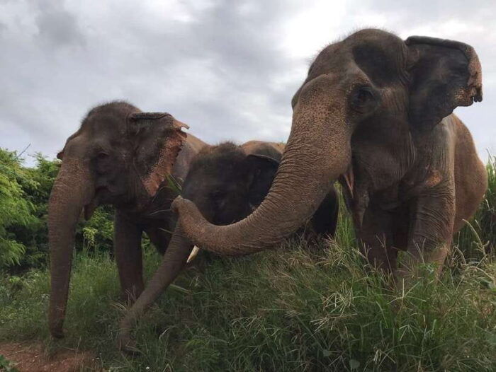 Pattaya: Ethical Elephant Sanctuary Interactive Tour - Preparing for the Tour