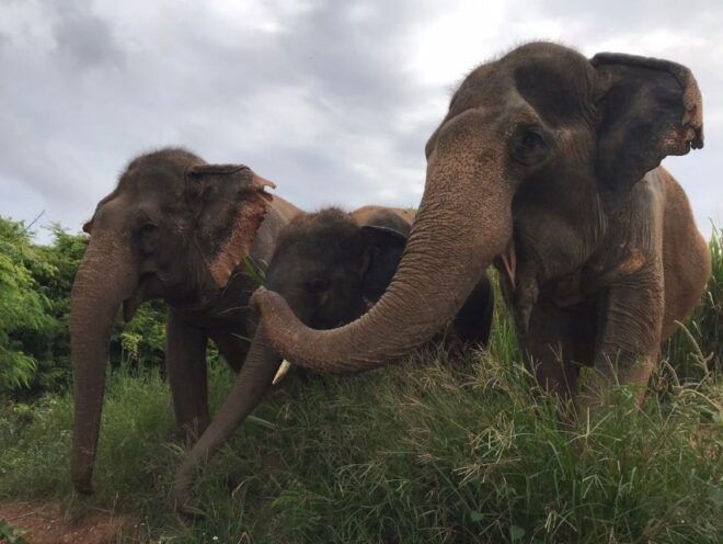 Pattaya: Ethical Elephant Sanctuary Interactive Tour - Activity Description