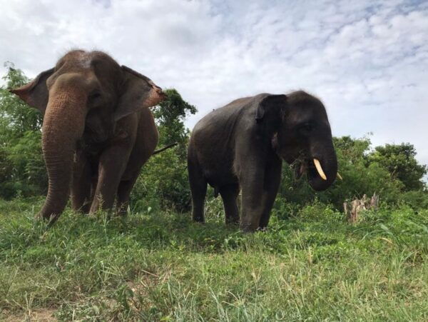 Pattaya: Ethical Elephant Sanctuary Interactive Tour - Common Questions